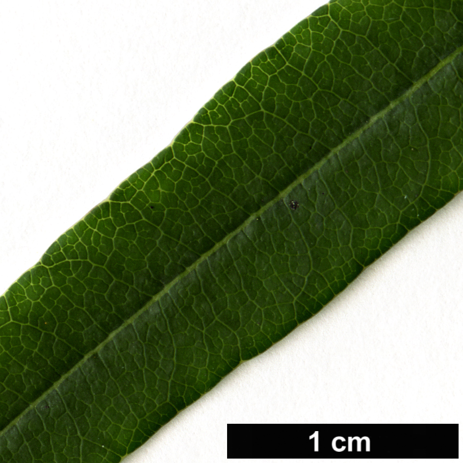 High resolution image: Family: Pittosporaceae - Genus: Pittosporum - Taxon: illicioides - SpeciesSub: var. angustifolium